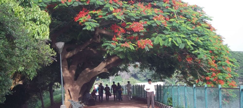 gul mohar tree