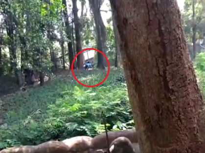 lion video 2