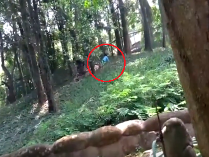 lion video 5