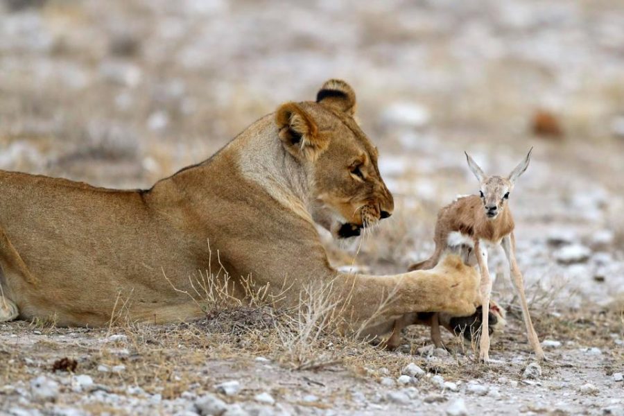 lioness deer 1