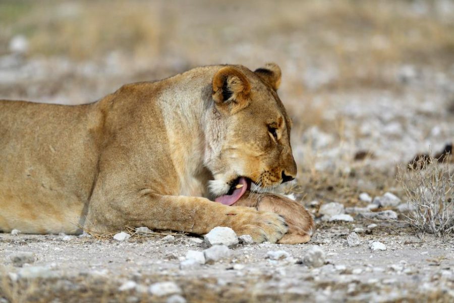 lioness deer 2