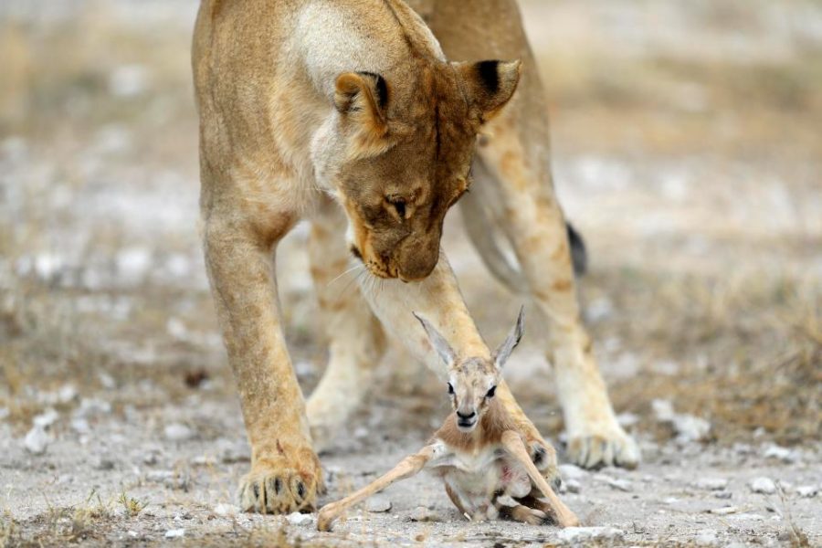 lioness deer 3