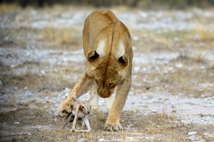 lioness deer 4