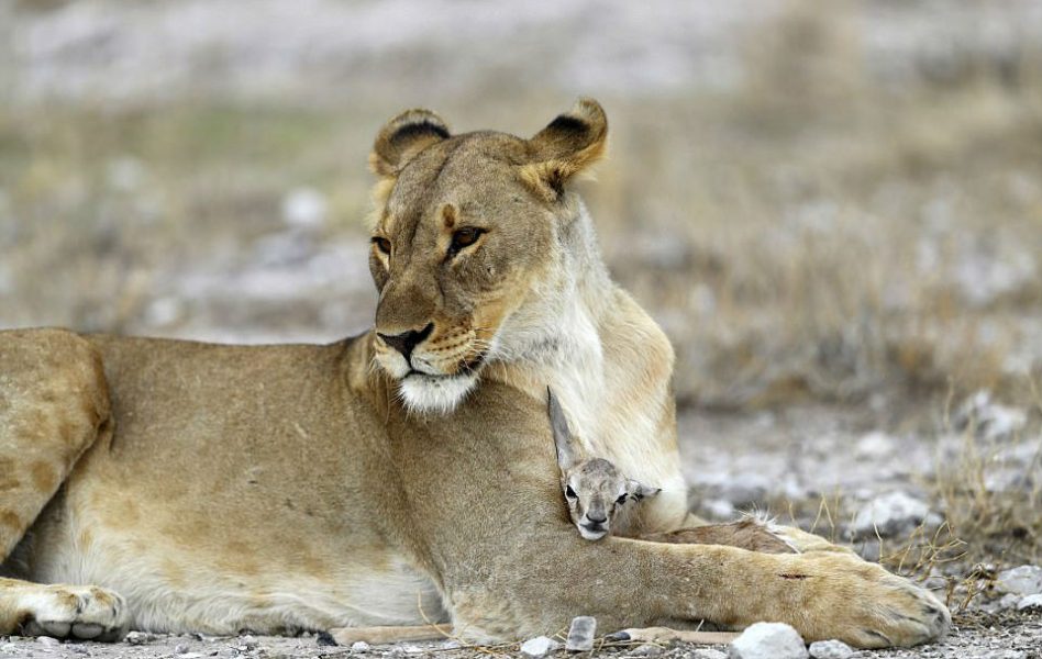 lioness deer 5 1