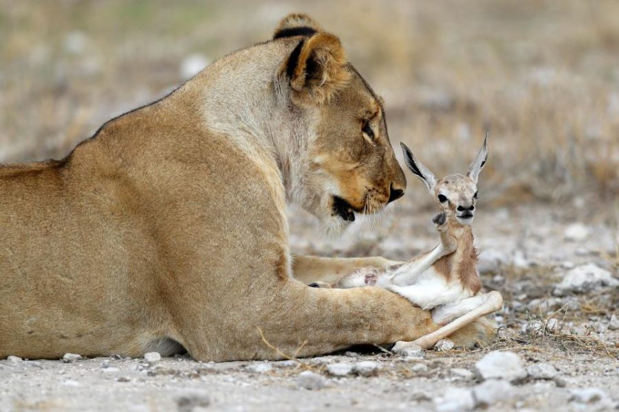 lioness deer 6