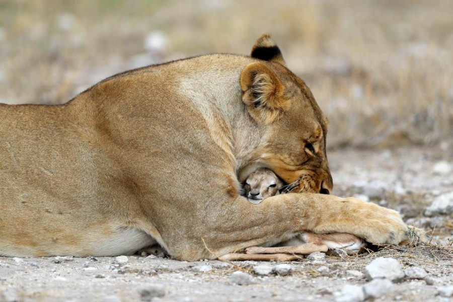 lioness deer 7