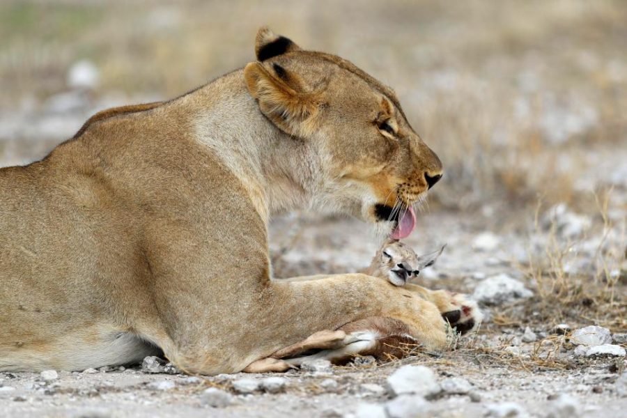lioness deer 8