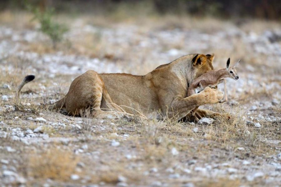 lioness deer 9