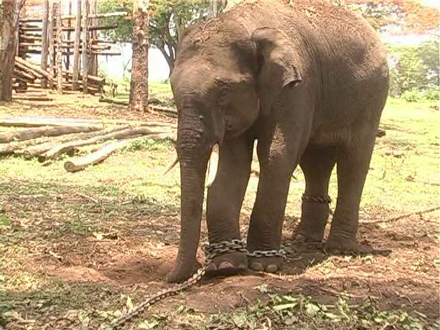 mdk elephant 1