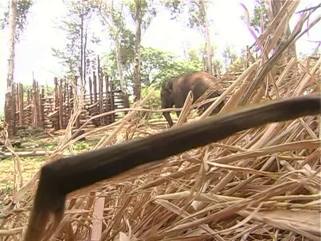 mdk elephant 2