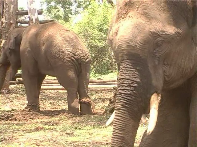 mdk elephant 3