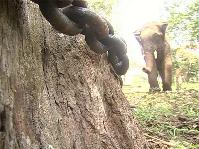 mdk elephant 5