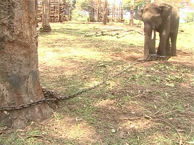 mdk elephant 6