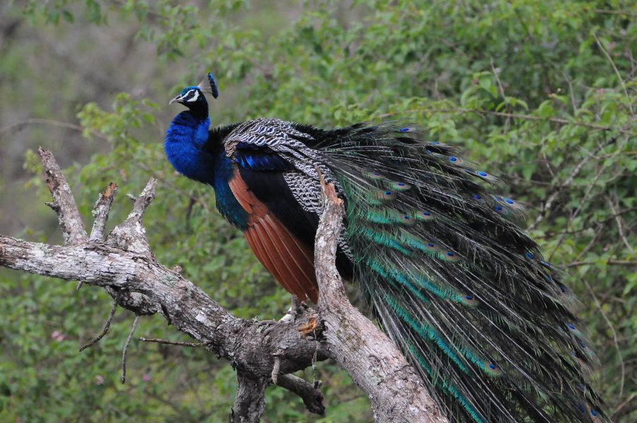 peacock 1