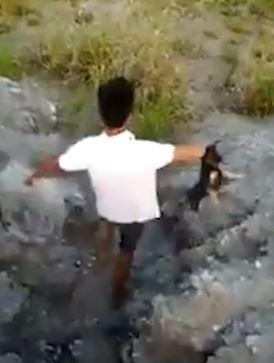 puppy lake 2