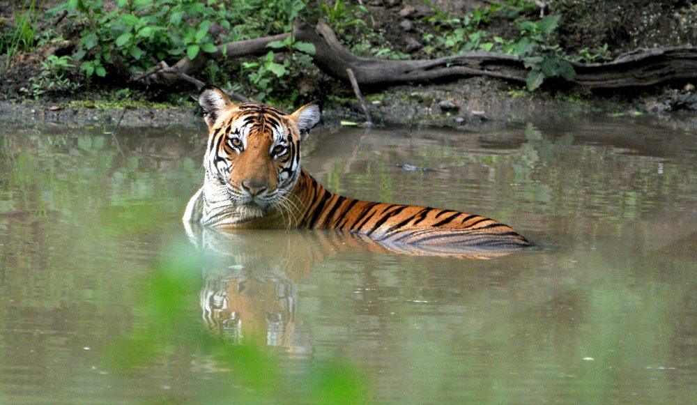 tiger