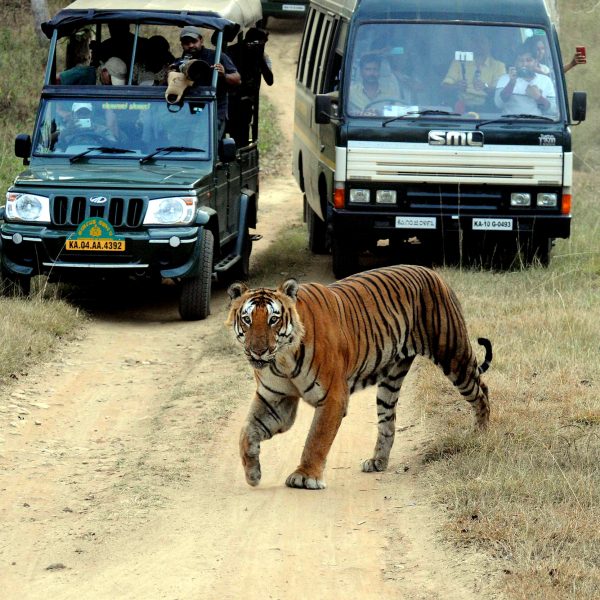 tiger 2