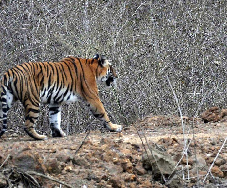 tiger 3