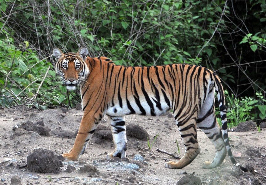 tiger 4