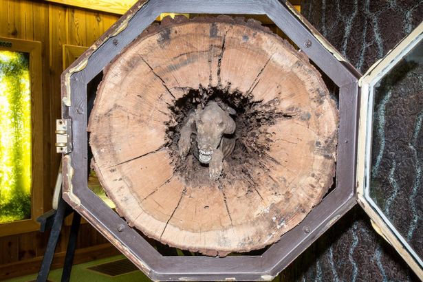 tree dog