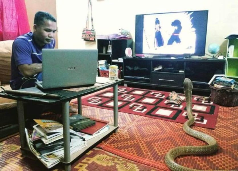 Abu Zarin Hussin cobra 1