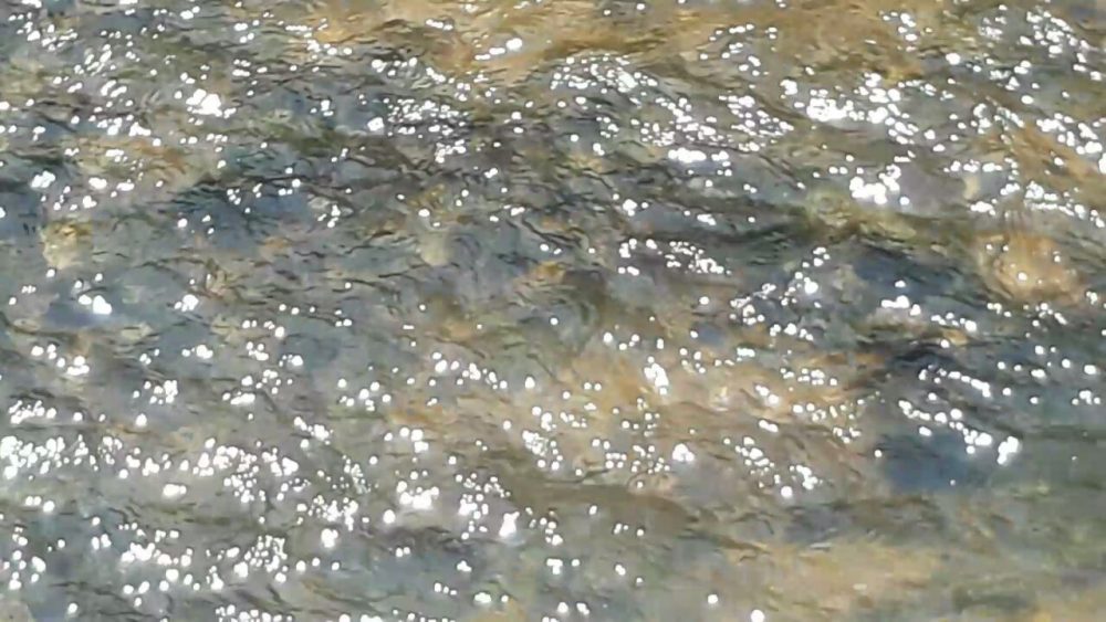 CKM FISH DEATH AV 1