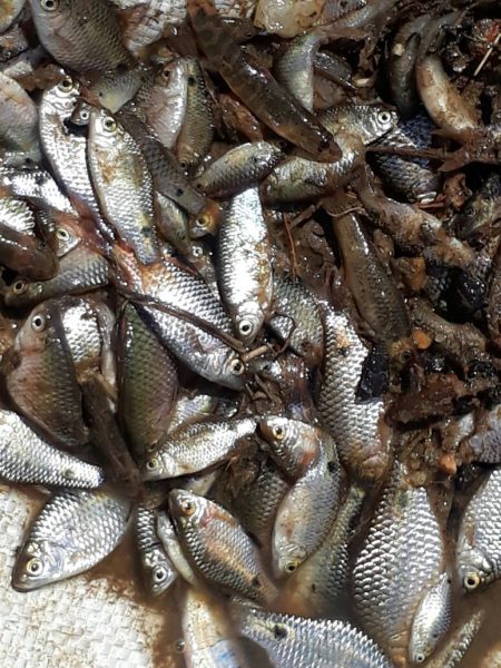 CKM FISH DEATH AV 2