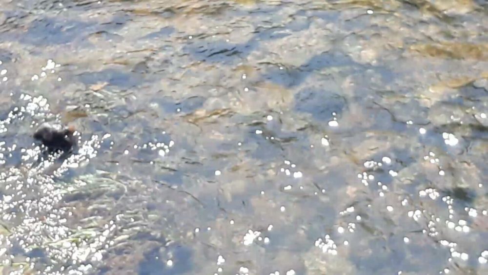 CKM FISH DEATH AV 3