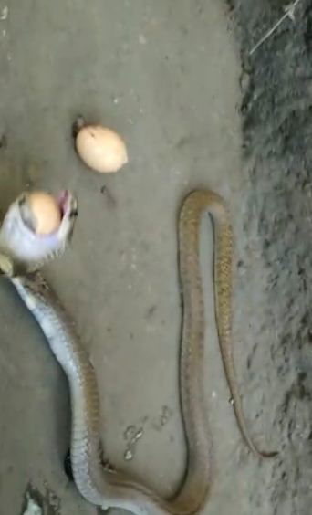 CKM SNAKE 3