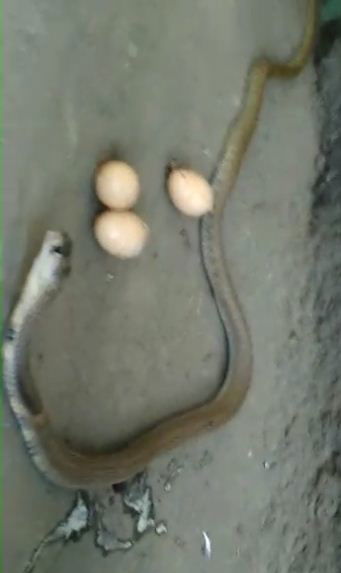 CKM SNAKE 4