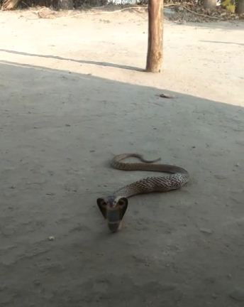 CKM SNAKE