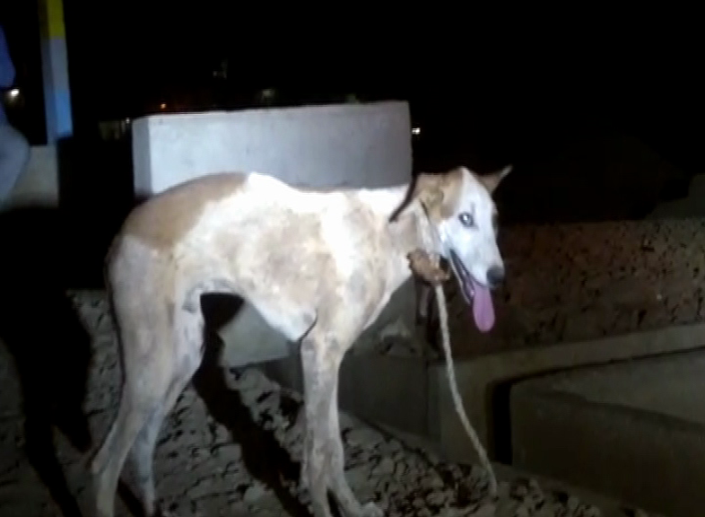 DOG 1