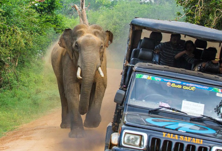 ELEPHANT 1