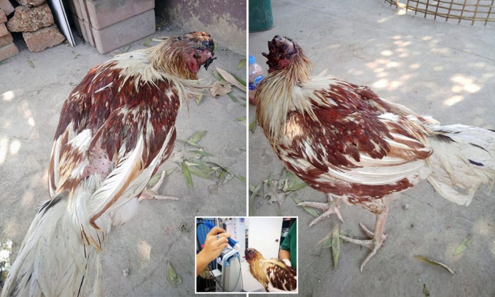 HEN