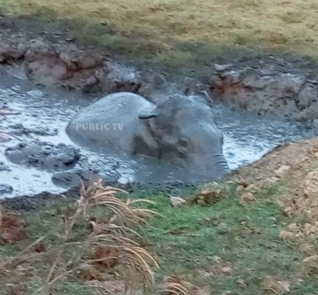 HSN ELEPHANT AV 4