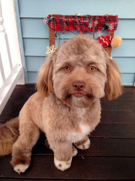 Human Faced Dog 4