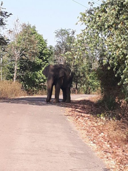 KWR ELEPHENT 1