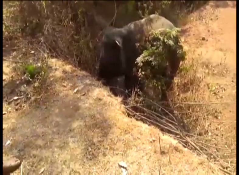 KWR ELEPHENT 1