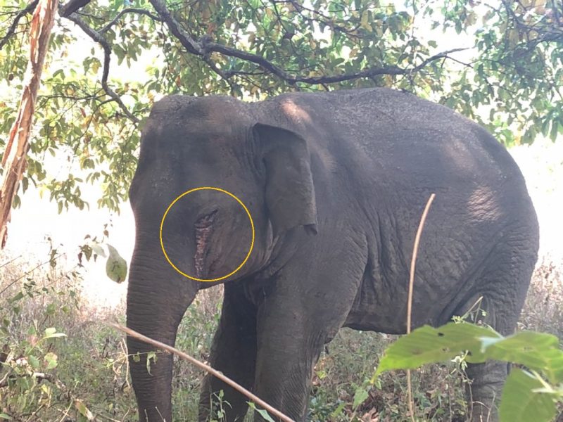KWR ELEPHENT 2