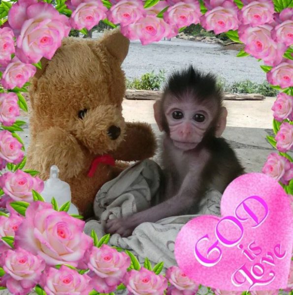 MONKEY 4