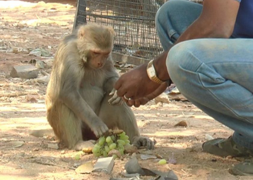 MONKEY TEMPLE 1