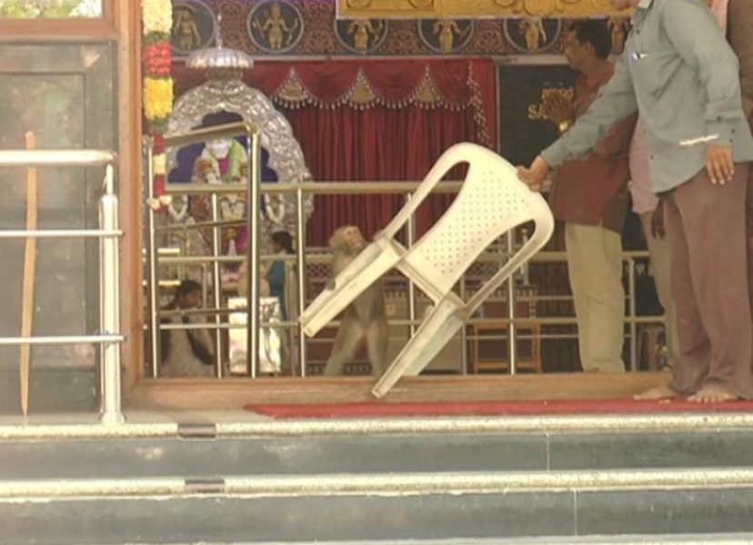 MONKEY TEMPLE 3