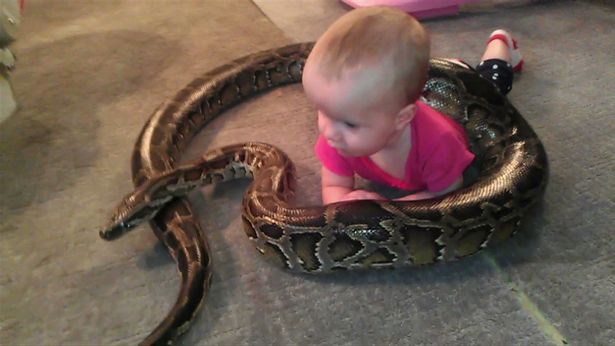 Snake Family In Michigan 3