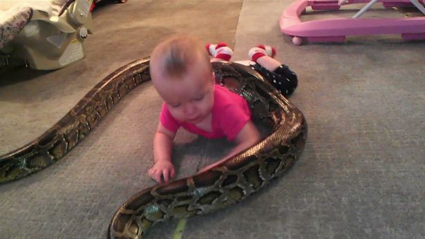 Snake Family In Michigan