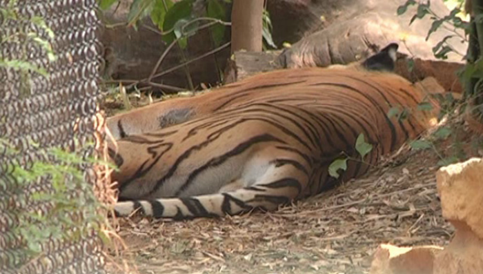 TIIGER 1
