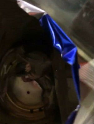 TIN RAT 1