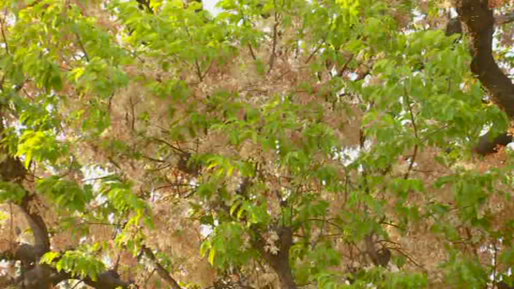 TREE 4