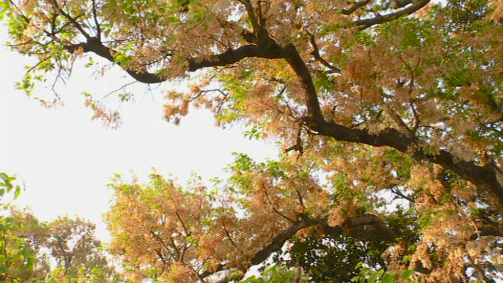 TREE 5