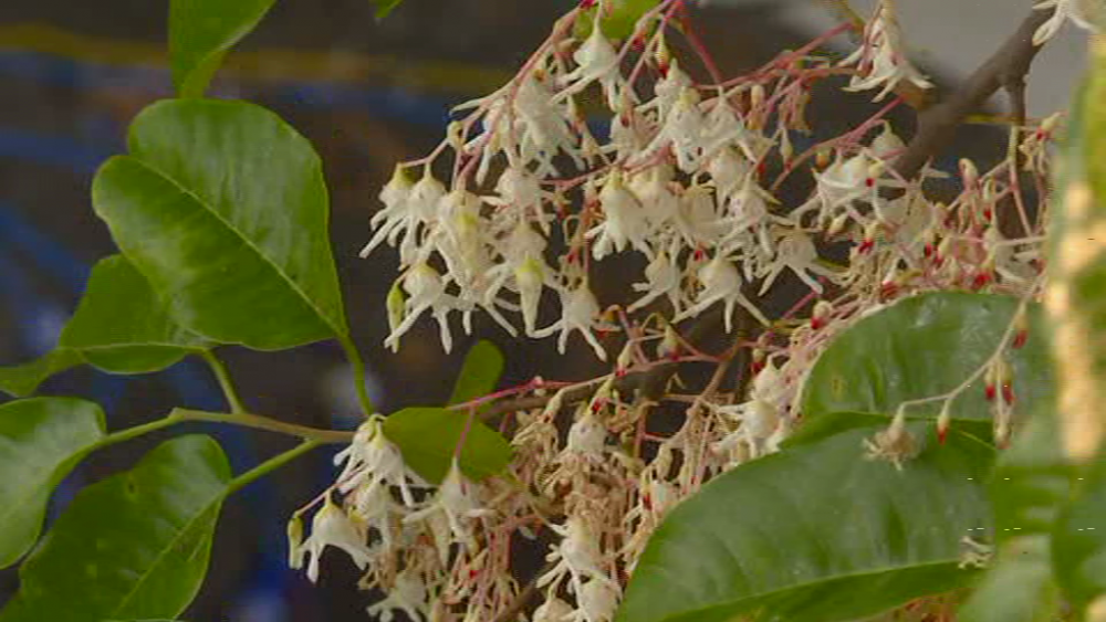 TREE 8