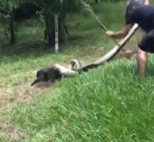 anaconda dog 1